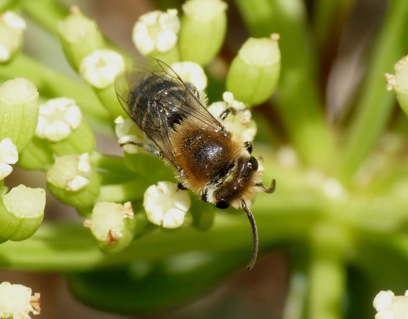 Piccoli Colletes sp. (Apidae Colletinae)